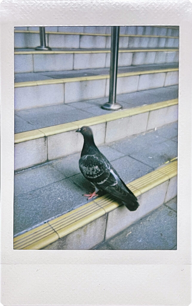 Bird at Chinatown complex in Singapore