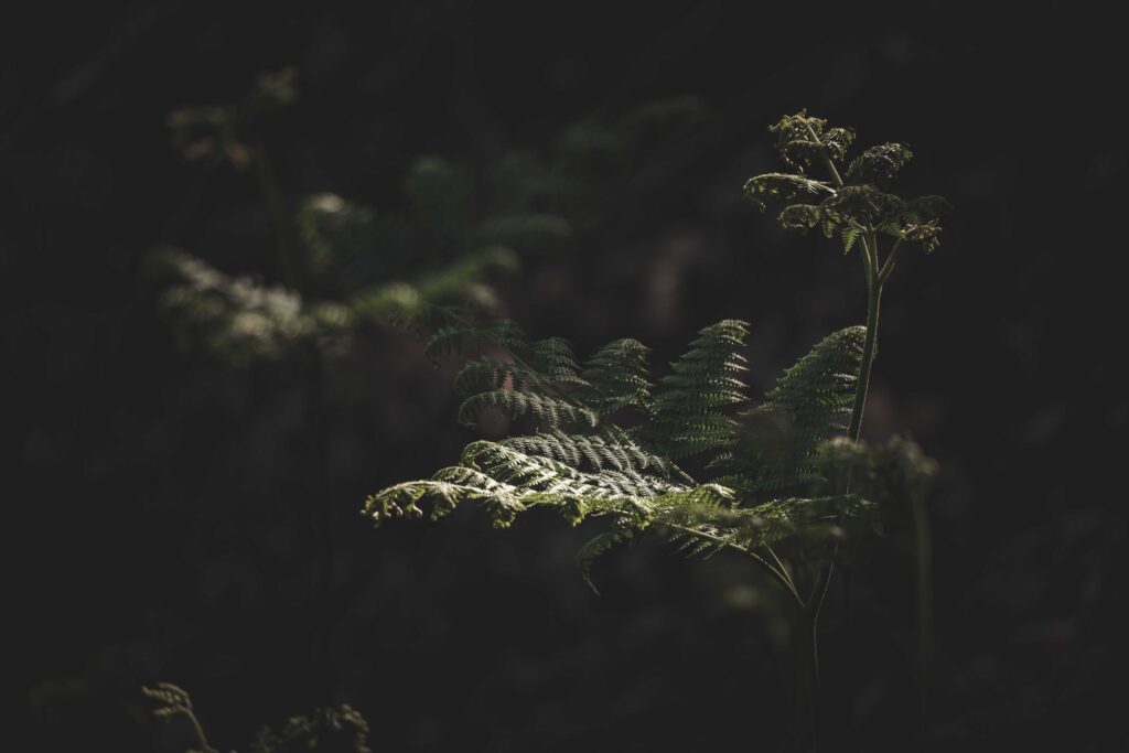 Ferns in the Dark