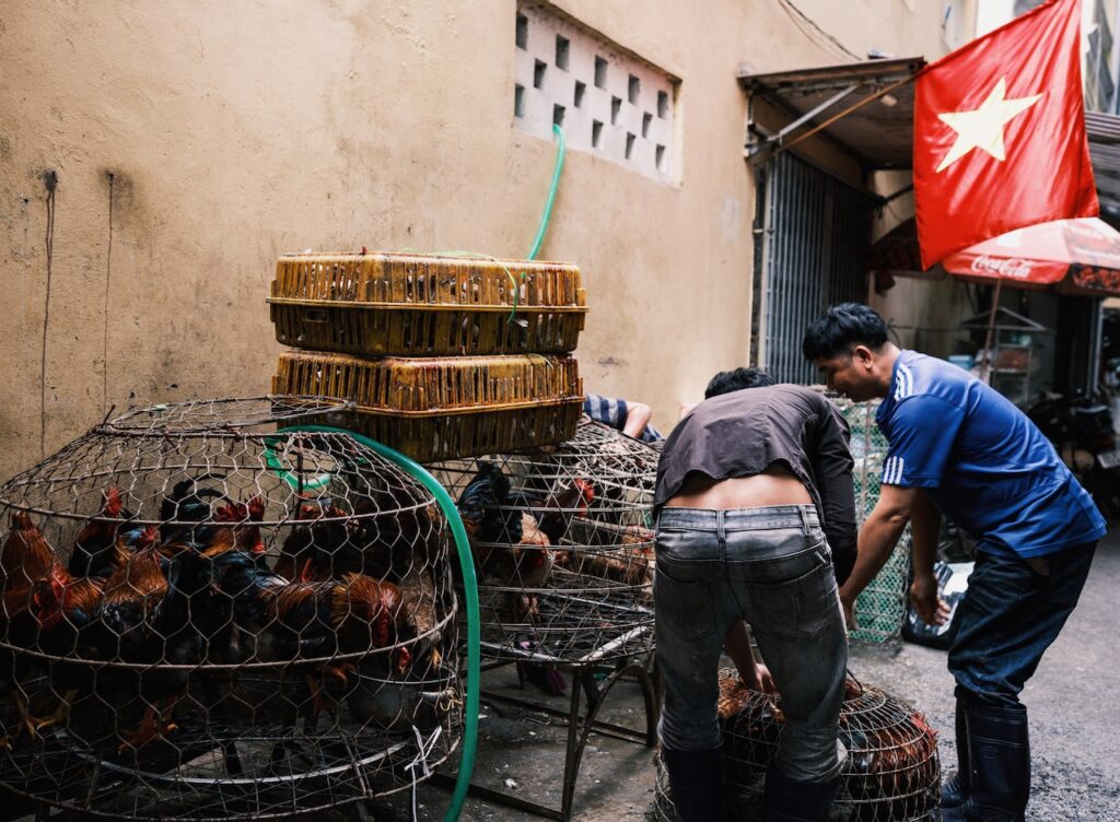 Chickens for Slaughter, Hang Be Street Market, Hanoi, Vietnam