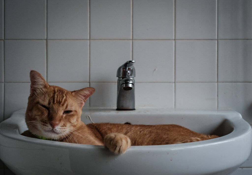 Cat in Wash Basin